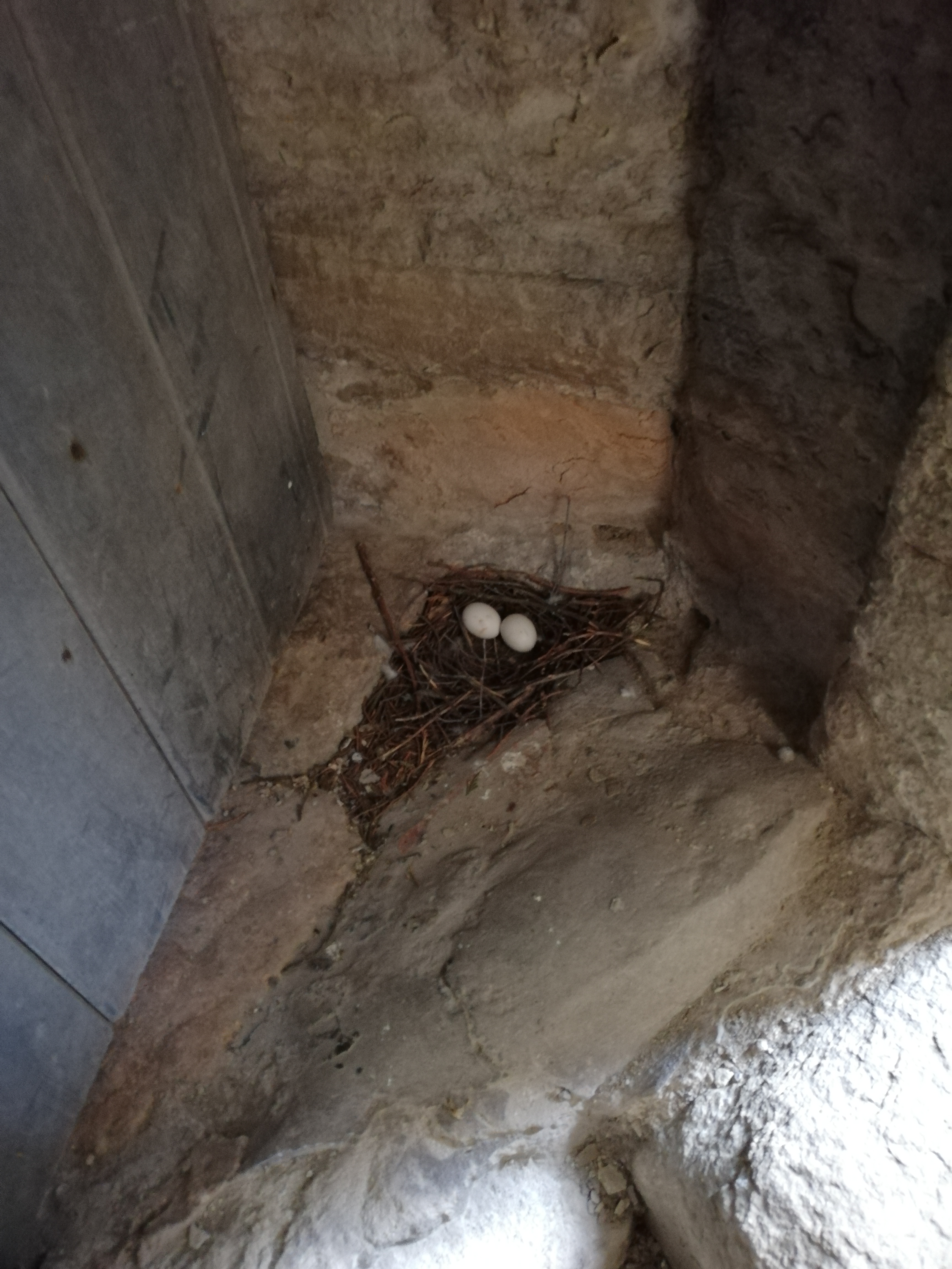 Church Tower nest.jpg